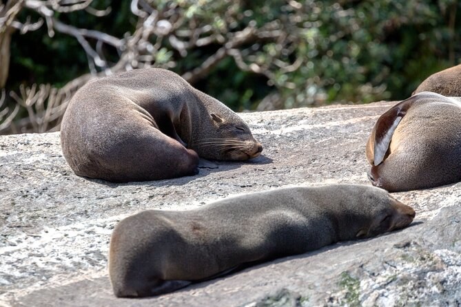 Fur seals asleep on a sunlit rock